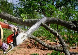 Best Root Management and Removal  in Kapaau, HI